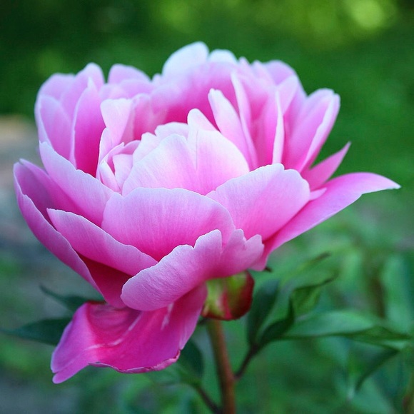 pink_peonies87